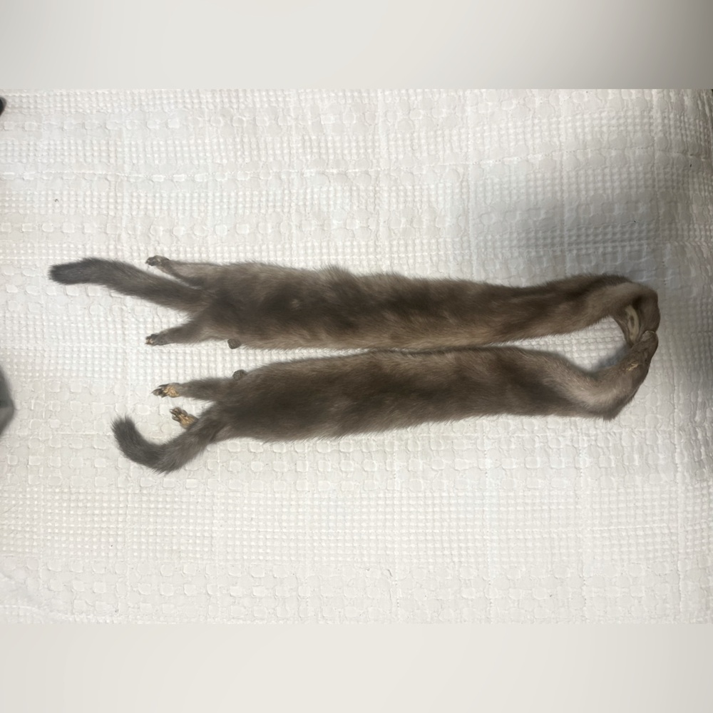 Fur pelt STONE MARTEN “Kissing Cousins” vintage